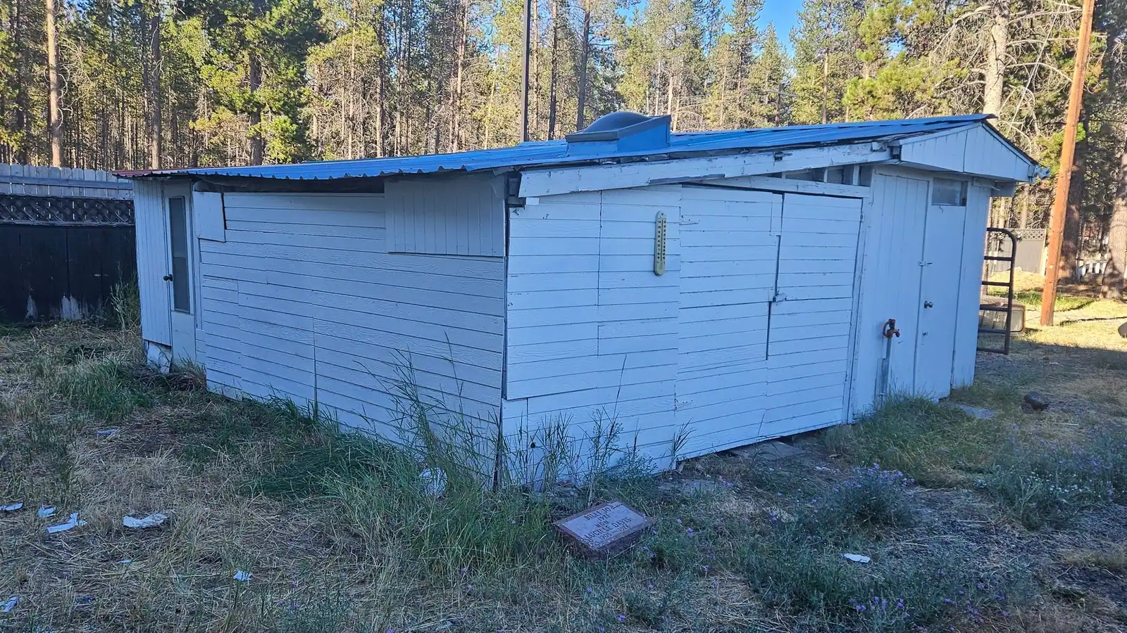 A weathered white shed with a blue metal roof in a weedy yard